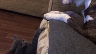 Kitten wants to play with dog