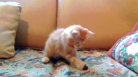 Cat funny playing baby cats doing funny things by subbutrue asmrumb268
