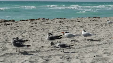 Flock of birds standing on the beach