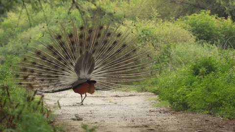 Peccok is dancing in jungle