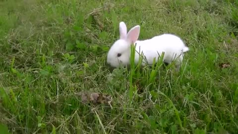 Adorable baby bunny