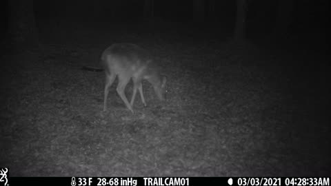 Great clip of two deer (does) getting a snack, 4 of 4, 3-3-21