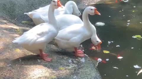 White Swan by the pool