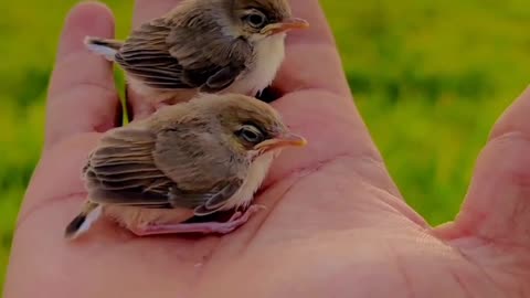 Little bird cute little birds amazing video