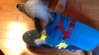 Dog skateboarding