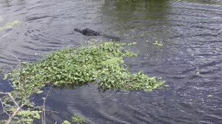 Alligator jump to catch a fish