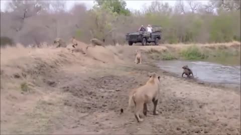 Lion Vs hyenas fight