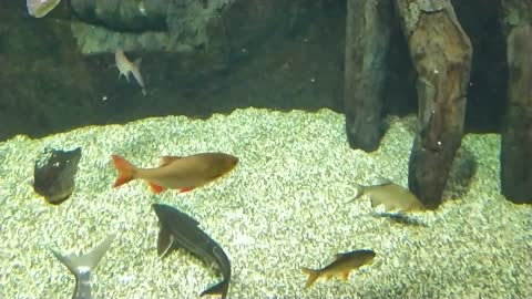 Sturgeon in Aquarium