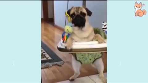 Funny Pugs and More!