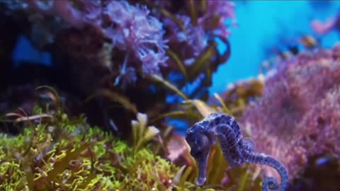 Blue seahorses