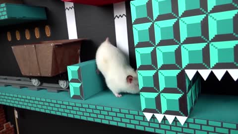 🐹 Hamster escapes the Super Mario maze in real life