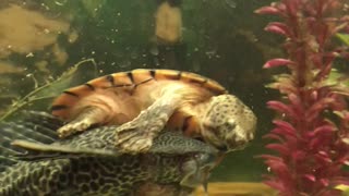 Rodeo Turtle Rides Fish