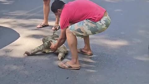 Good Samaritans Rescue Sloth