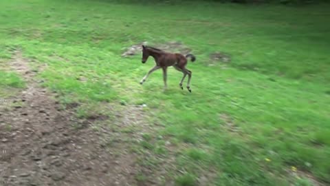 Horse baby