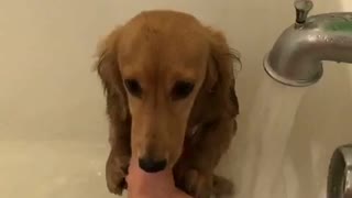 Brown dog playing with water in bathtub