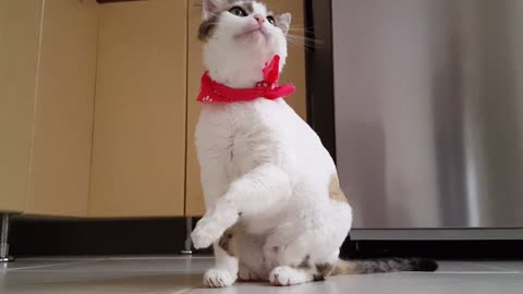 Cute, funny and funny cat