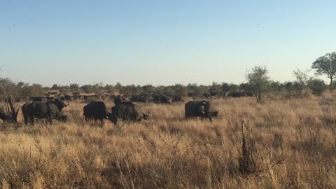 Massive Herd of Cape Buffalo