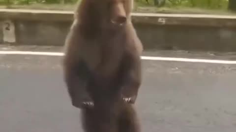 Hey, look at me walking..🐻