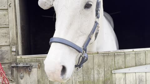 Monty and His New Ear Warmers