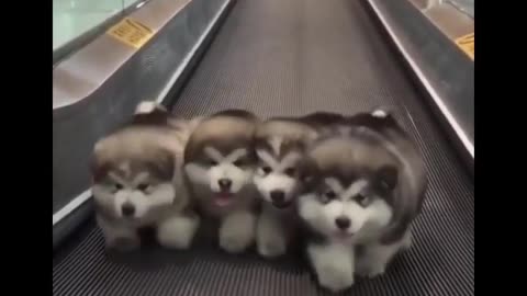 Funny And Cute Husky Puppies Compilation #2
