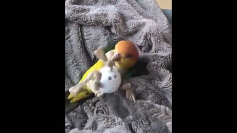 Funny Birds Compilation - Stress relievers! Cute moments!