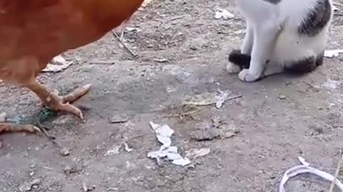 FUNNY ANIMALS VIDEOS