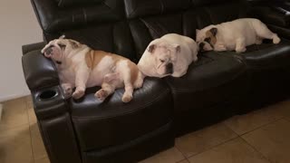 It’s a Bulldog life