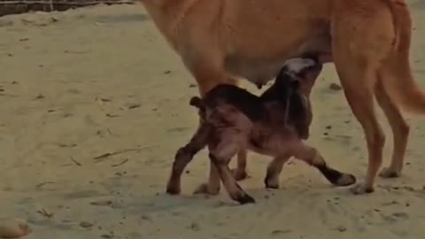 Baby Goat suckling milk from dog