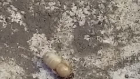 Bee Cleaning Larvae