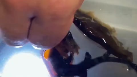 baby shark coming out from the egg first ever in the video