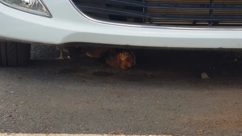 Chickens Under my Car