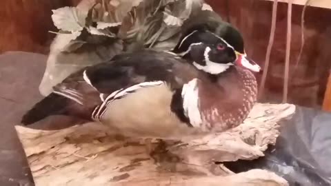 Mounting a Standing Duck(Woodduck)