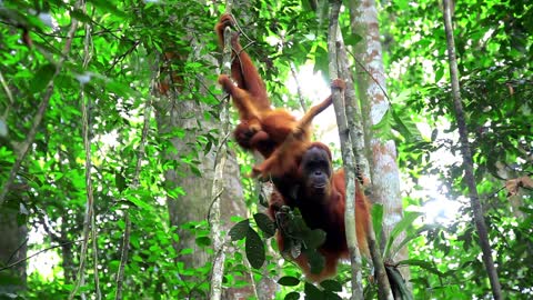 A Rare Look at the Secret Life of Orangutans