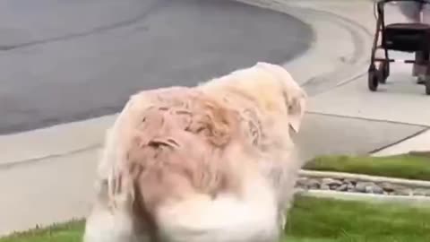 Senior golden retriever greets 90-year-old resident of a nearby retirement village every morning