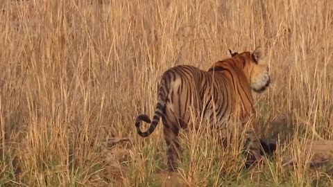 Tiger attack wild boar, Tigress Riddhi killed wild boar at zone