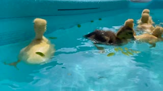 Cute Baby Ducklings in pool for the First Time!