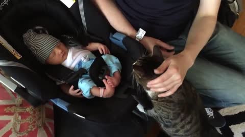 Cats Meeting Babies for the FIRST Time [NEWest] Compilation