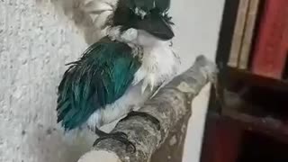 Kingfisher Bird Is Anxious After Being Rescued