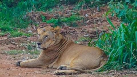 Sri Lanka (Wonder of Asia)