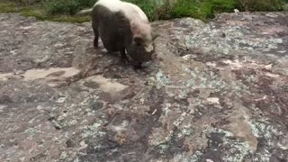 Here piggy piggy Part 2