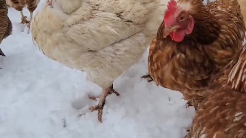 Beautiful looking ice with chicken ❤️❤️