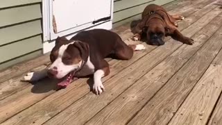 Fostering for Boxer Rescue VT