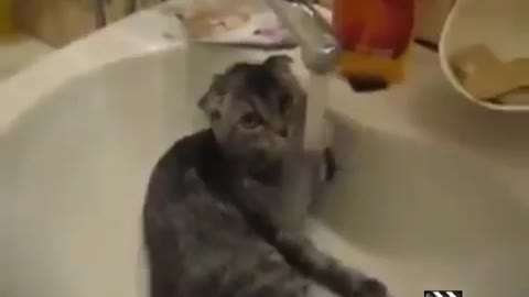some funny cat videos,funny animal