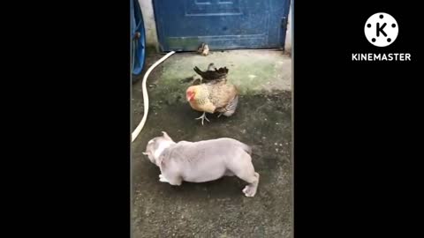 funny dogs playing with chickens