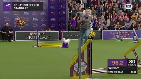 Watch 5 of the best WKC Dog Show moments to celebrate National Puppy Day _ FOX SPORTS