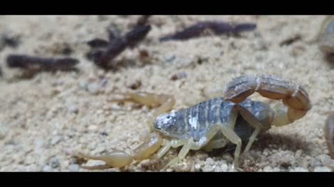 Scorpion VS Birdeater Tarantula-Feeding time !