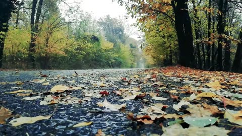 Rain Sounds for Deep Sleep and Relaxation - Soothing Rainfall to Unwind