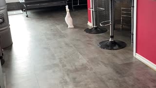 Walking Cockatoo