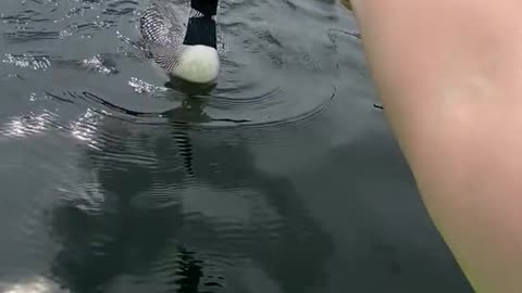 Loon Takes Fish Out of Kayaker's Hand