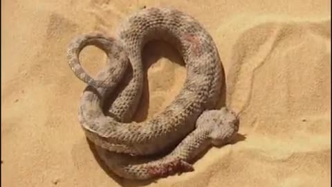 Sand cat against a desert snake